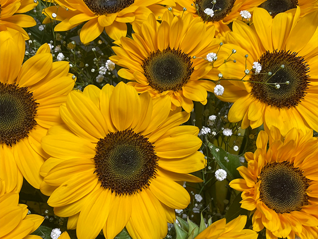 遠藤(歯科衛生士)